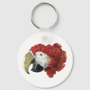 Chaveiro Chefe de Macaw (1725-1792) Aert Schouman