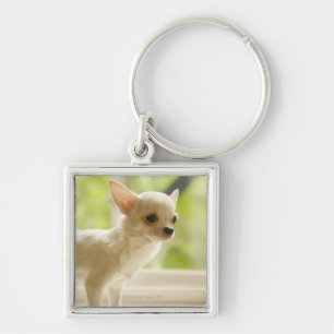 Chaveiro Chihuahua