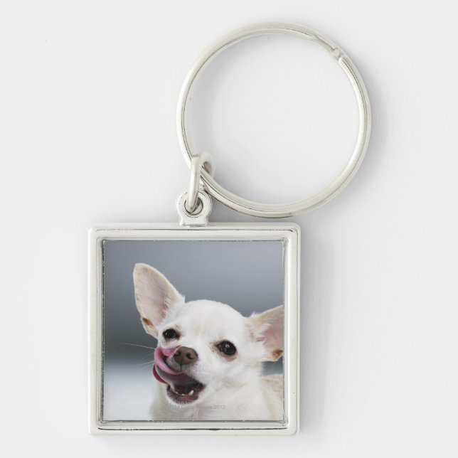 Chaveiro Chihuahua branca que lambe os lábios (Frente)