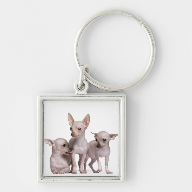 Chaveiro Chihuahua calva (5 e 7 meses velho) (Frente)