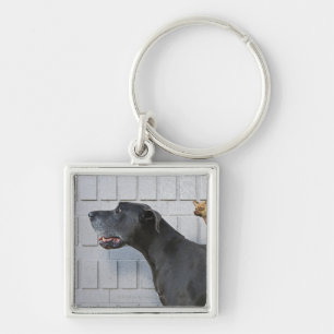 Chaveiro Chihuahua na parte traseira de great dane
