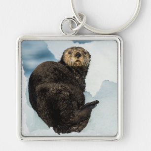 Chaveiro Chilly Sea Otter