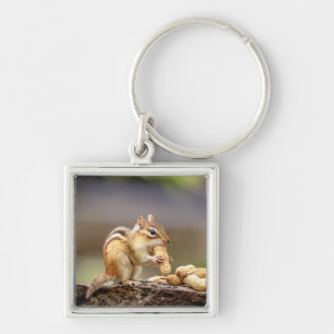 Chaveiro Chipmunk comendo amendoim