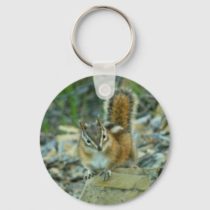 Chaveiro Chipmunk no Parque Nacional Glacier I