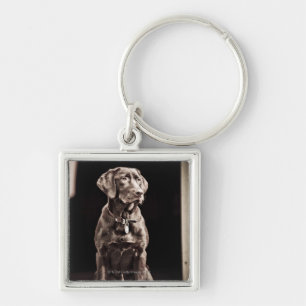 Chaveiro Chocolate labrador retriever