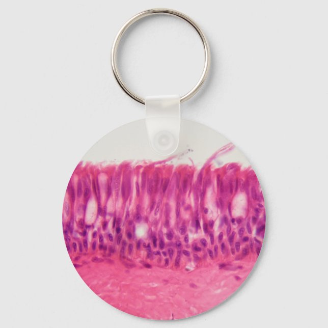 Chaveiro Ciliated epithelium under the microscope. (Frente)