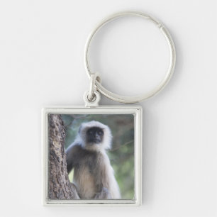 Chaveiro Cinzas ou terra comum ou langur de Hanuman