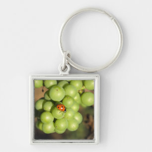 Chaveiro Close de uma joaninha em uvas verdes Pinot Noir