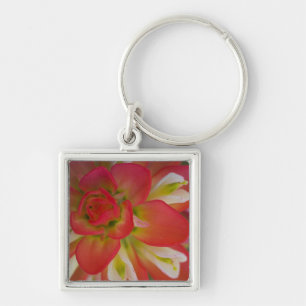 Chaveiro Close-up de Indian Paint Brush perto de Gay Hill,