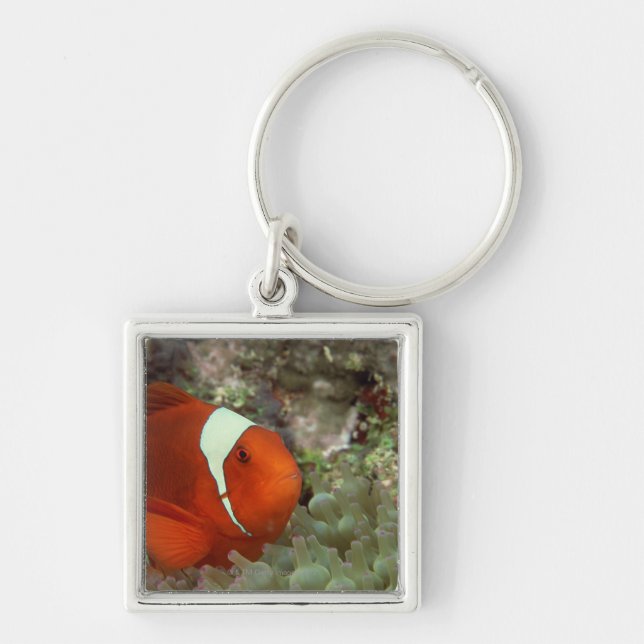 Chaveiro Clownfish 2 (Frente)