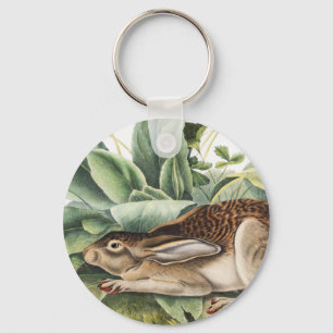 Chaveiro Coelho da lebre de cauda negra (Lepus negricaudatu