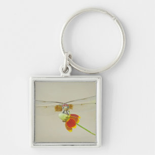 Chaveiro Conjunto Xadrezado (Dythemis fugax) no Mexicano