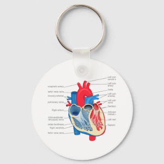 Chaveiro Coração_Anatomia