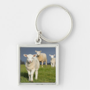 Chaveiro Cordeiro curioso