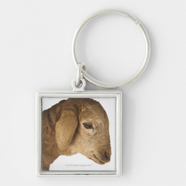 Chaveiro Cordeiro doméstico (Frente)