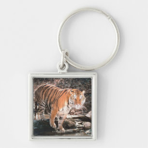 Chaveiro Córrego do cruzamento do tigre