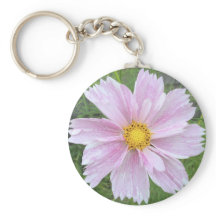 Cosmos - Palest Pinks.