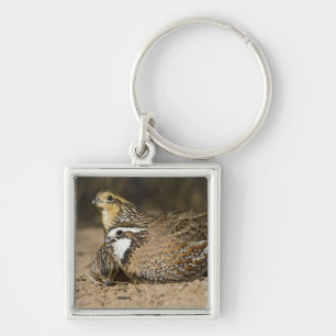 Chaveiro crias de codorna Northern Bobwhite na lagoa para b
