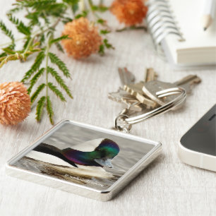 Chaveiro Curioso Pato Bufflehead no lago