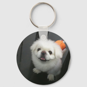 Chaveiro Cute shih tzu olhando para a câmara