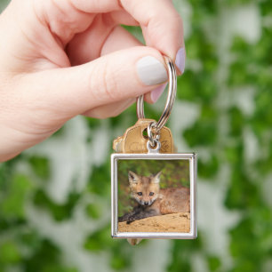 Chaveiro Cutest Baby Animals   Red Fox Pup