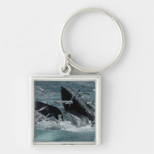 Chaveiro da baleia de Humpback