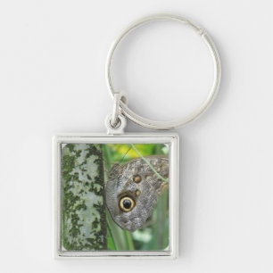Chaveiro da borboleta da coruja de celeiro