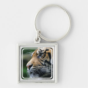 Chaveiro da imagem do tigre