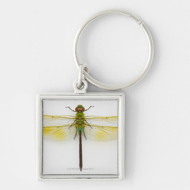 Chaveiro Darner verde (junius de Anax) no fundo branco, (Frente)