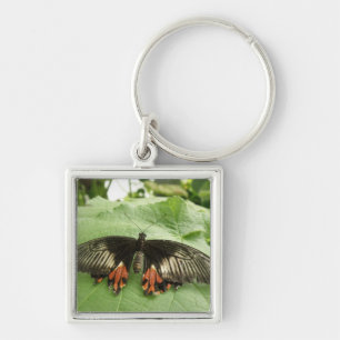 Chaveiro de Borboleta bonito Vermelha e Dourada