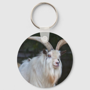 Chaveiro de Cabra Pigméia Africana