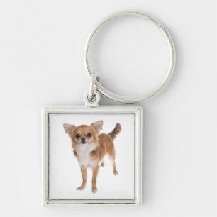 Chaveiro de Cachorro Filhote Chihuahua Casaco Long