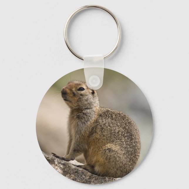 Chaveiro de Marmota Hoary Alpina (Frente)
