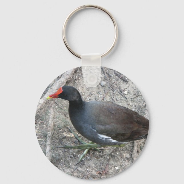 Chaveiro de Moorhen Comum (Frente)