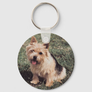 Chaveiro de Norwich Terrier