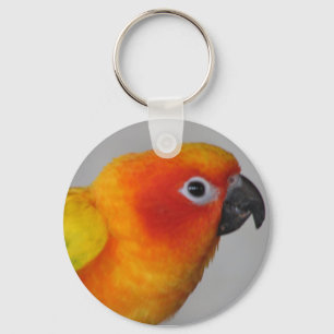 Chaveiro de Sun Conure
