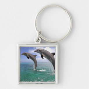 Chaveiro Delfin, Delfim, Tuemmler mais bruto, Tursiops 4