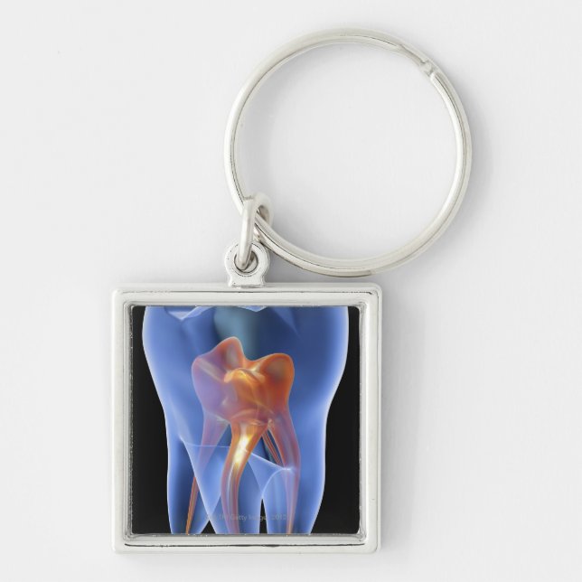 Chaveiro Dente, secção transversal transparente de um molar (Frente)