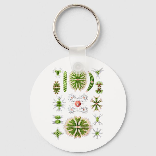 Chaveiro Desmídeos (Frente)