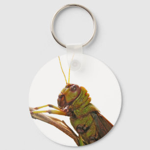 Chaveiro Detalhes de fechamento do Gafanhoto Verde