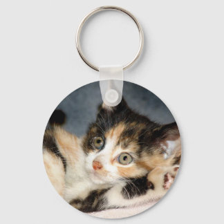 Chaveiro do American Shorthair Calico Shelter Kitt