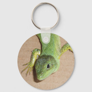 Chaveiro do lagarto