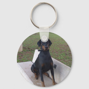 Chaveiro doberman pincher sentado