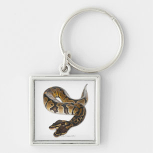 Chaveiro Dois dirigiram o pitão real ou o pitão da bola -