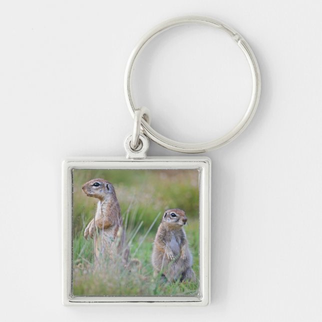 Chaveiro Dois esquilos à terra alertas, distrito de (Frente)