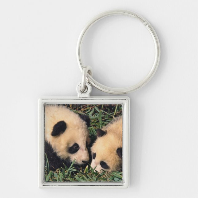 Chaveiro Dois filhotes de panda no arbusto de bambu, Wolong (Frente)
