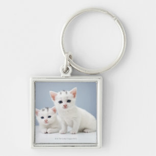 Chaveiro Dois gatinhos brancos muito novos olham fixamente