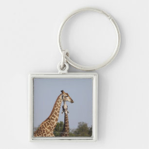 Chaveiro Dois girafa, parque nacional de Kruger, África do
