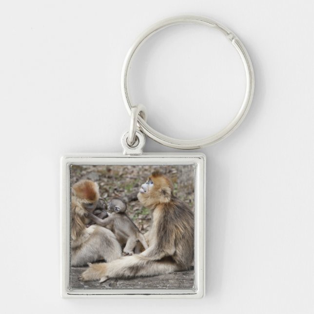 Chaveiro Dois macacos Ouros fêmeas com recém-nascidos (Frente)