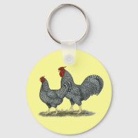 Dominique Chickens